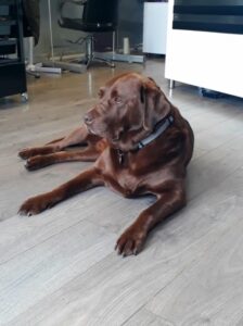Mascot Jaxon